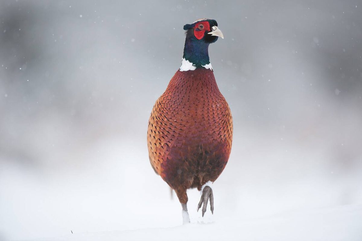 November Pheasant Hunting