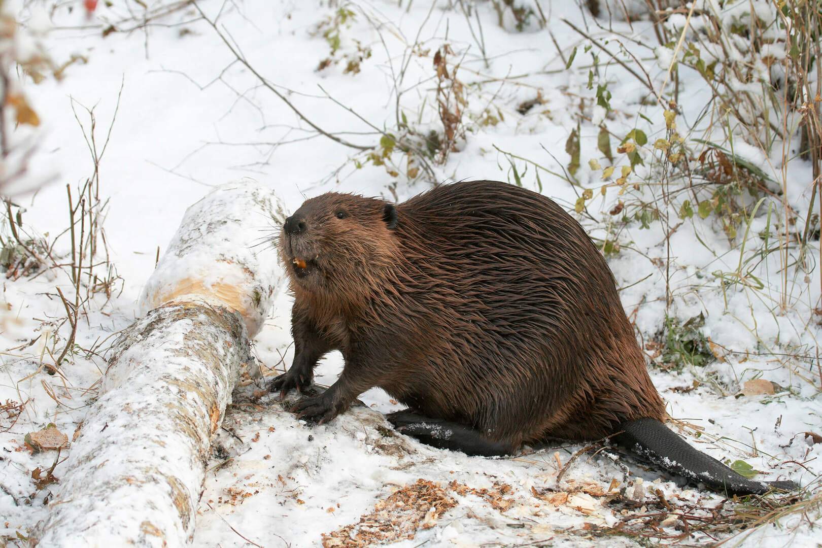 Fur Market Struggles During Uncertain World Events