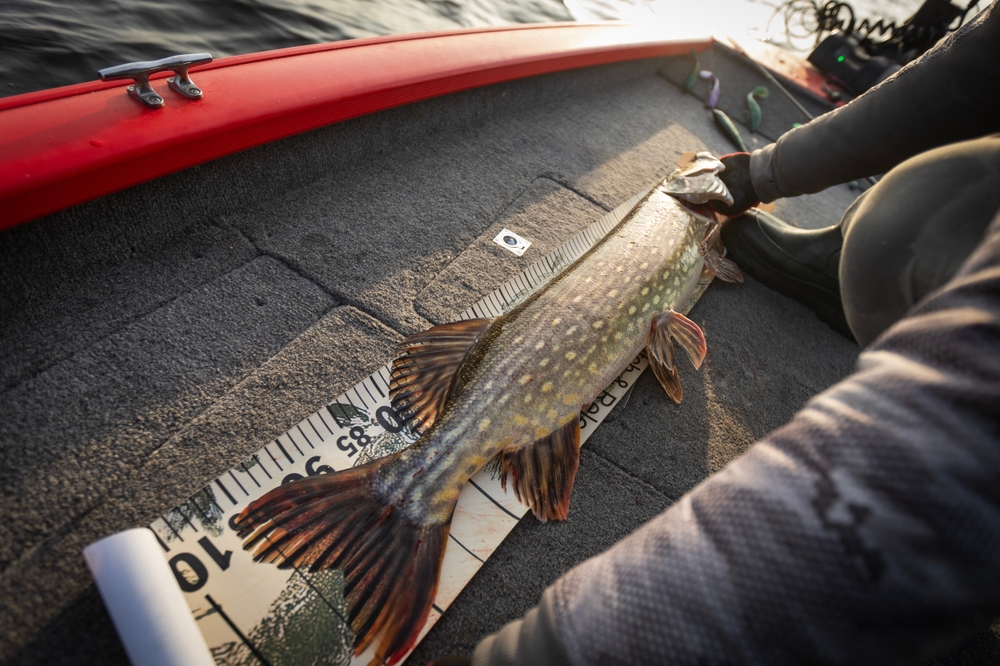 Targeting Northern Pike