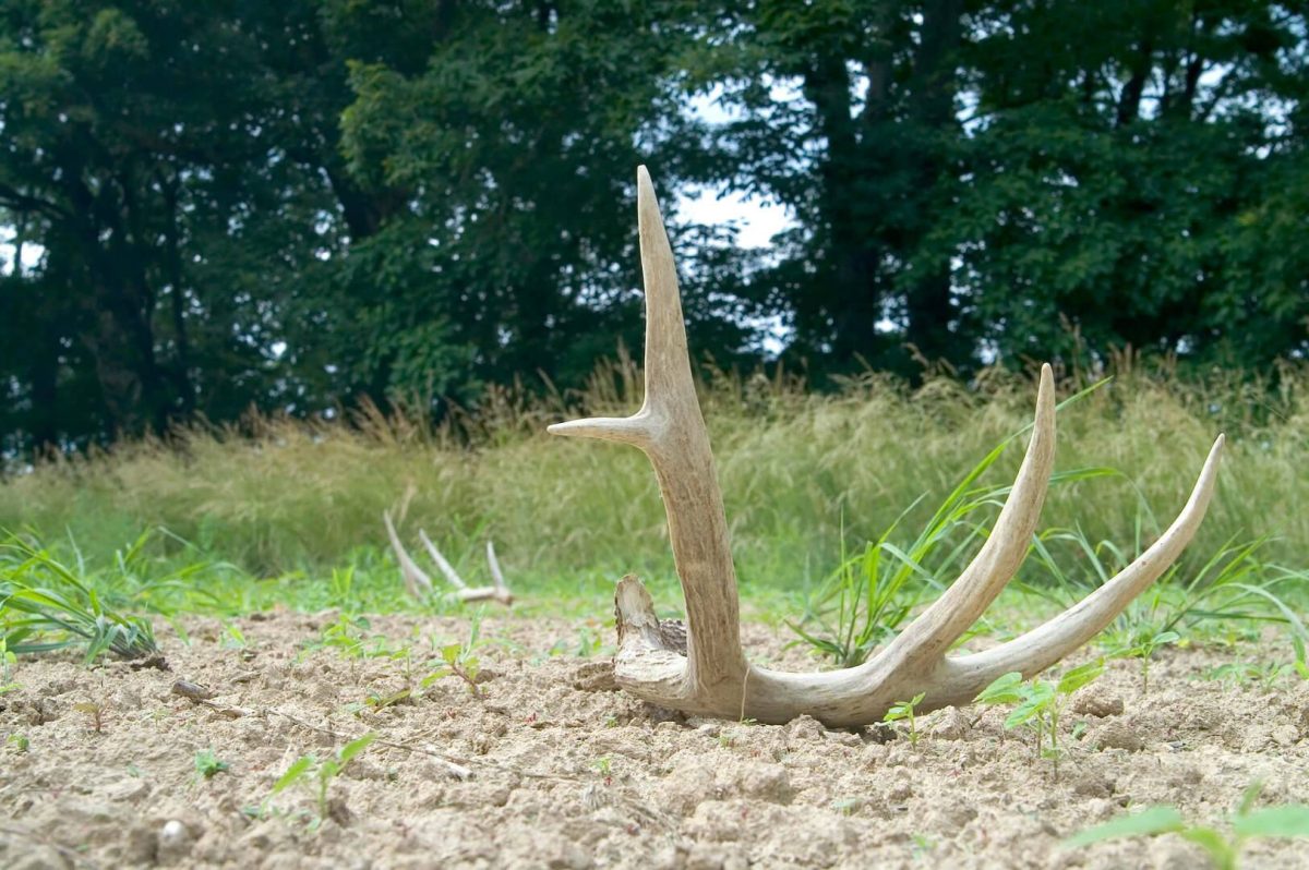 Early Season Shed Hunting