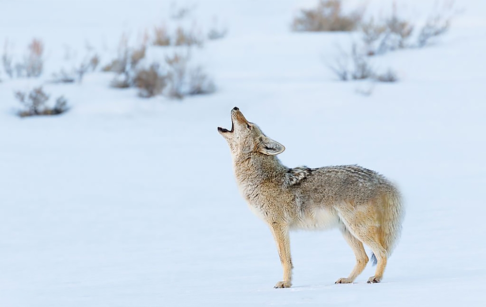 How to Call Coyotes