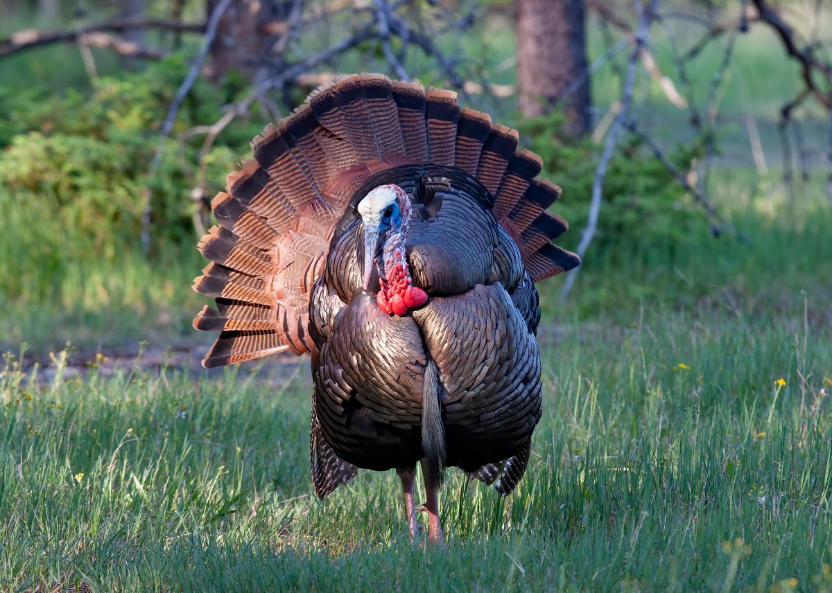 Turkey Hunting Scenarios