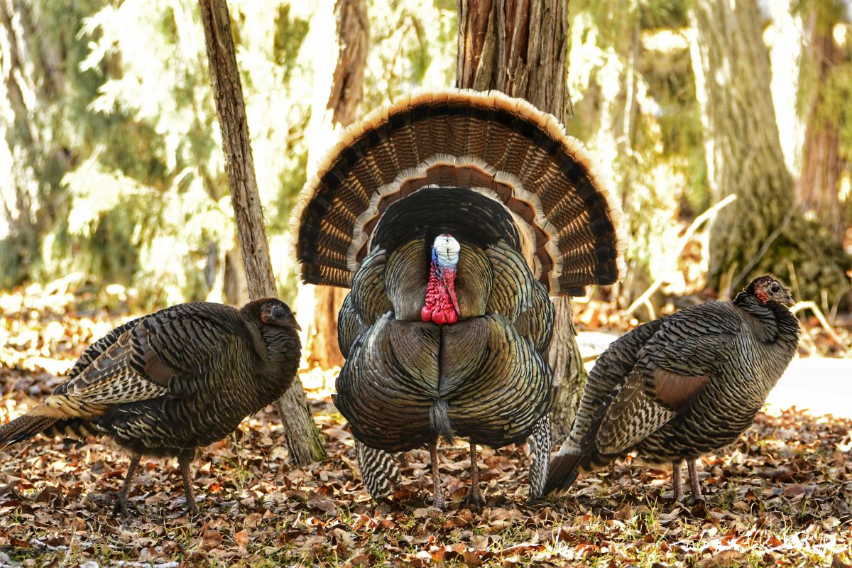 Hunting Henned Turkeys