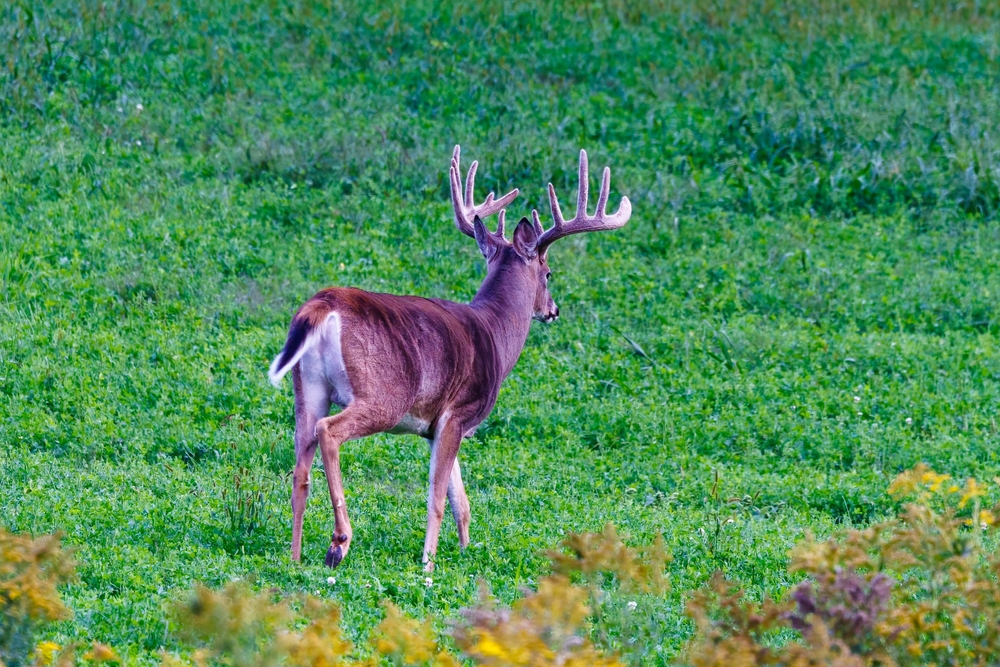 trophy whitetail hunting Iowa