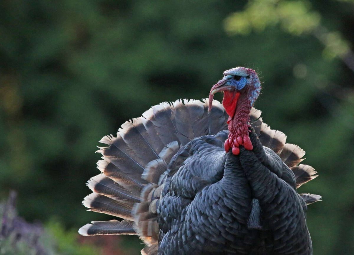 Essential Spring Turkey Gear