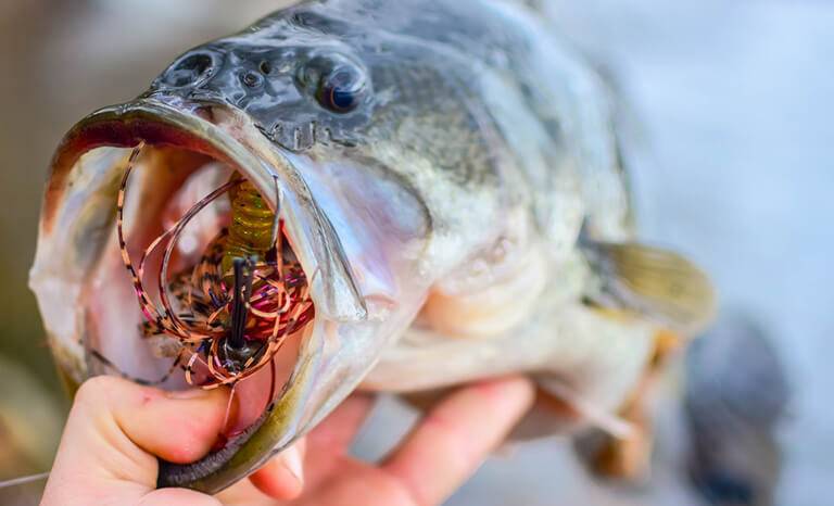 Best Tips to Catch More Spring Bass