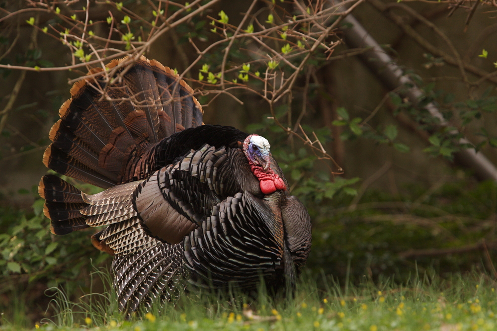 Late Season Turkey Hunting