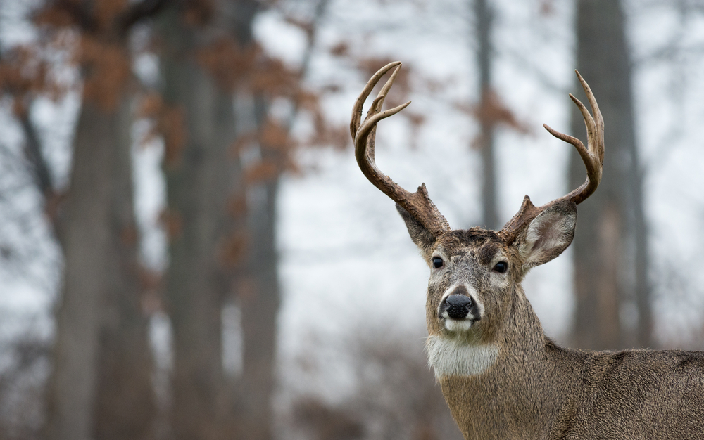 how to kill mature bucks