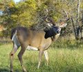 Scouting Tactics to Keep Pressure Off Hunting Areas
