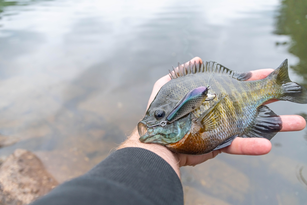 Trolling for Crappie