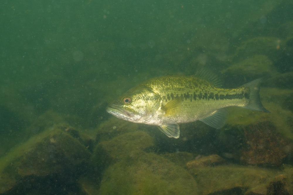 Reasons Fish Stop Biting