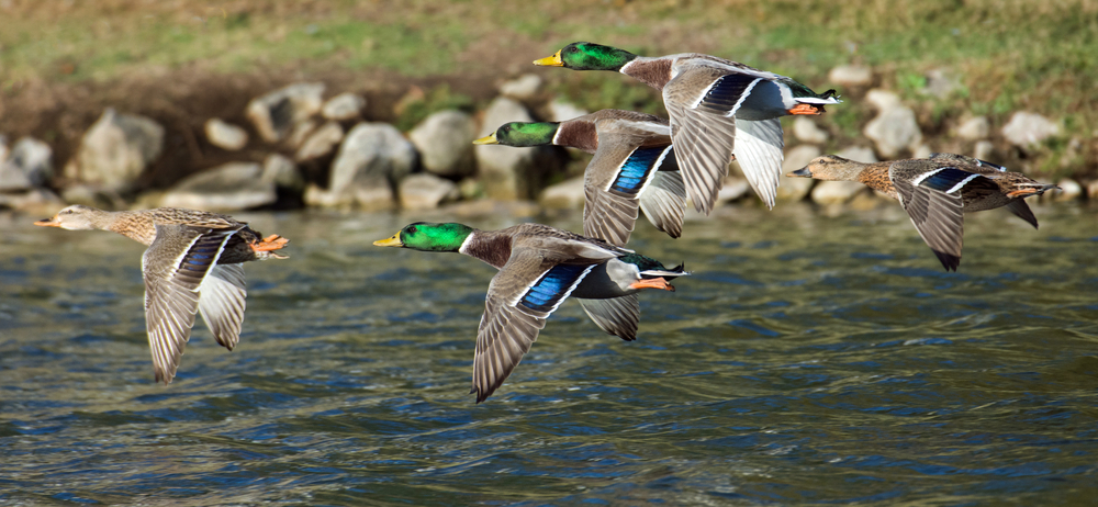 10 Mistakes that Cost Ducks