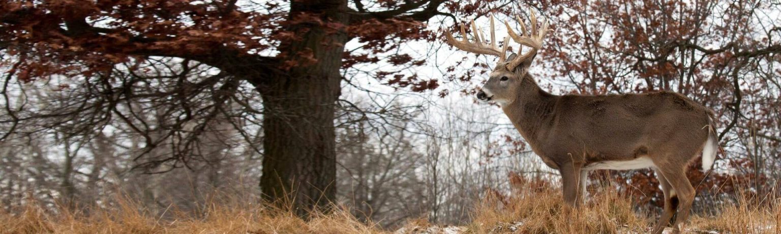 Hunting Nocturnal Bucks in Iowa