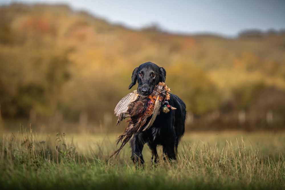 Retriever Hunt Test Guide