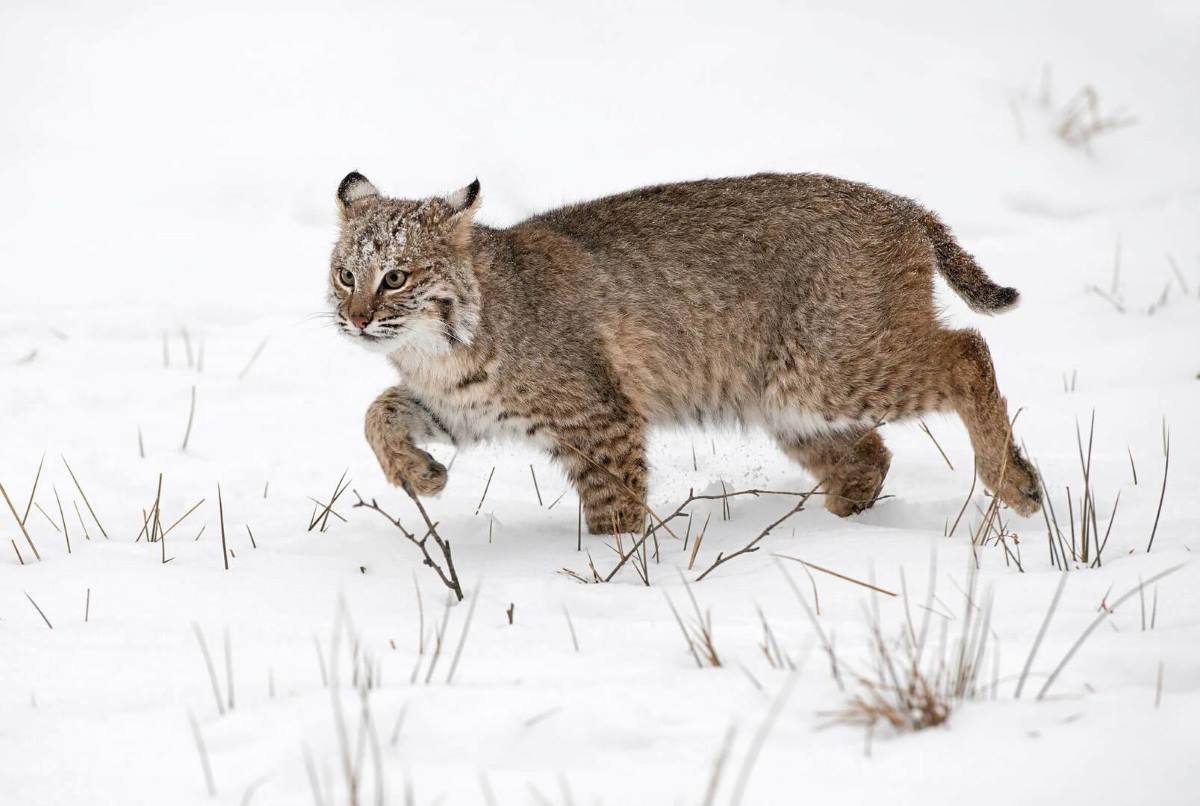 How to Call Bobcats