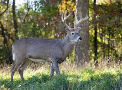 Lethal Shots and Deer Recovery Tips