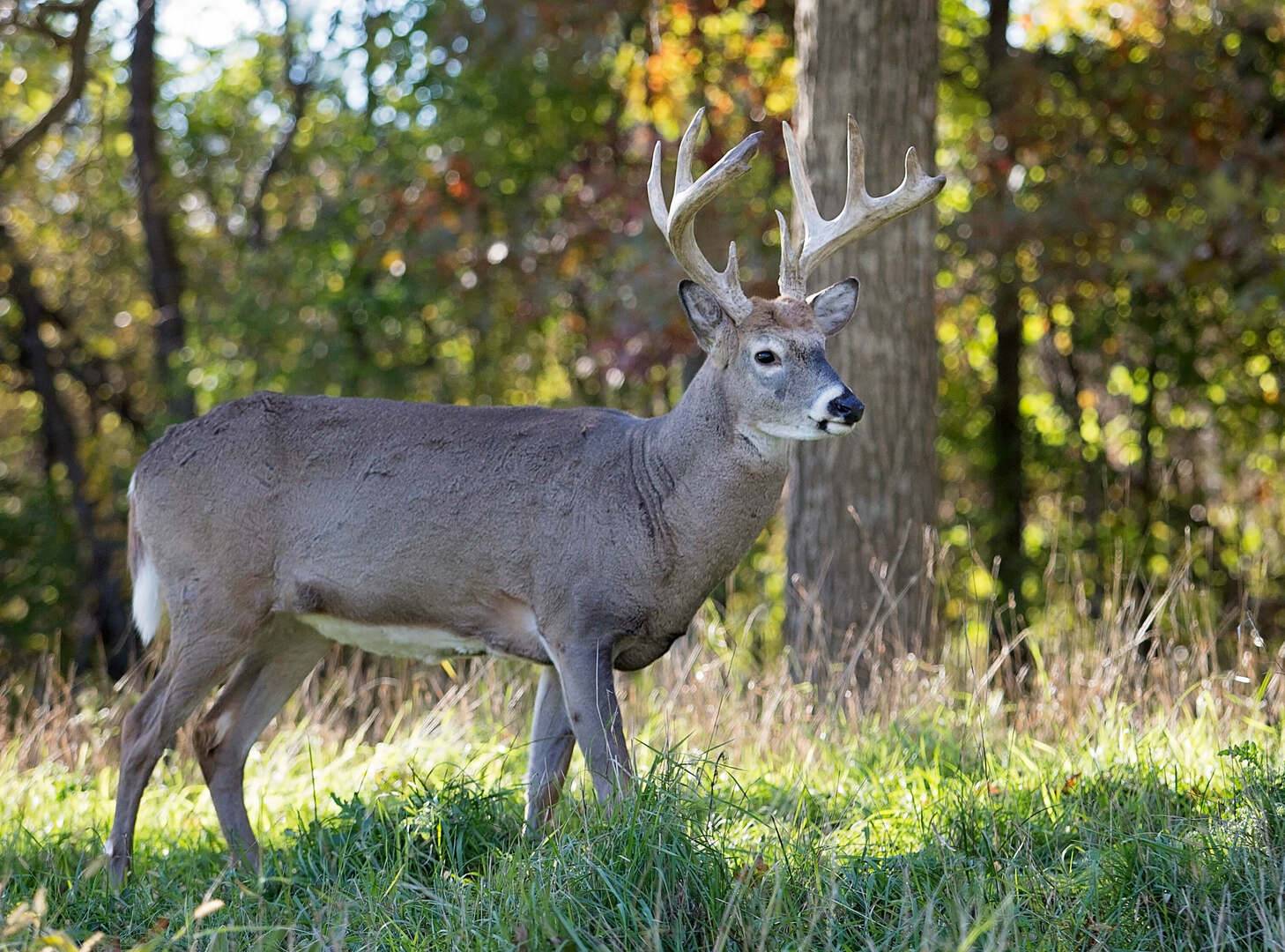 Lethal Shots and Deer Recovery Tips