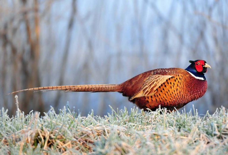 Hunting Savy Pheasants