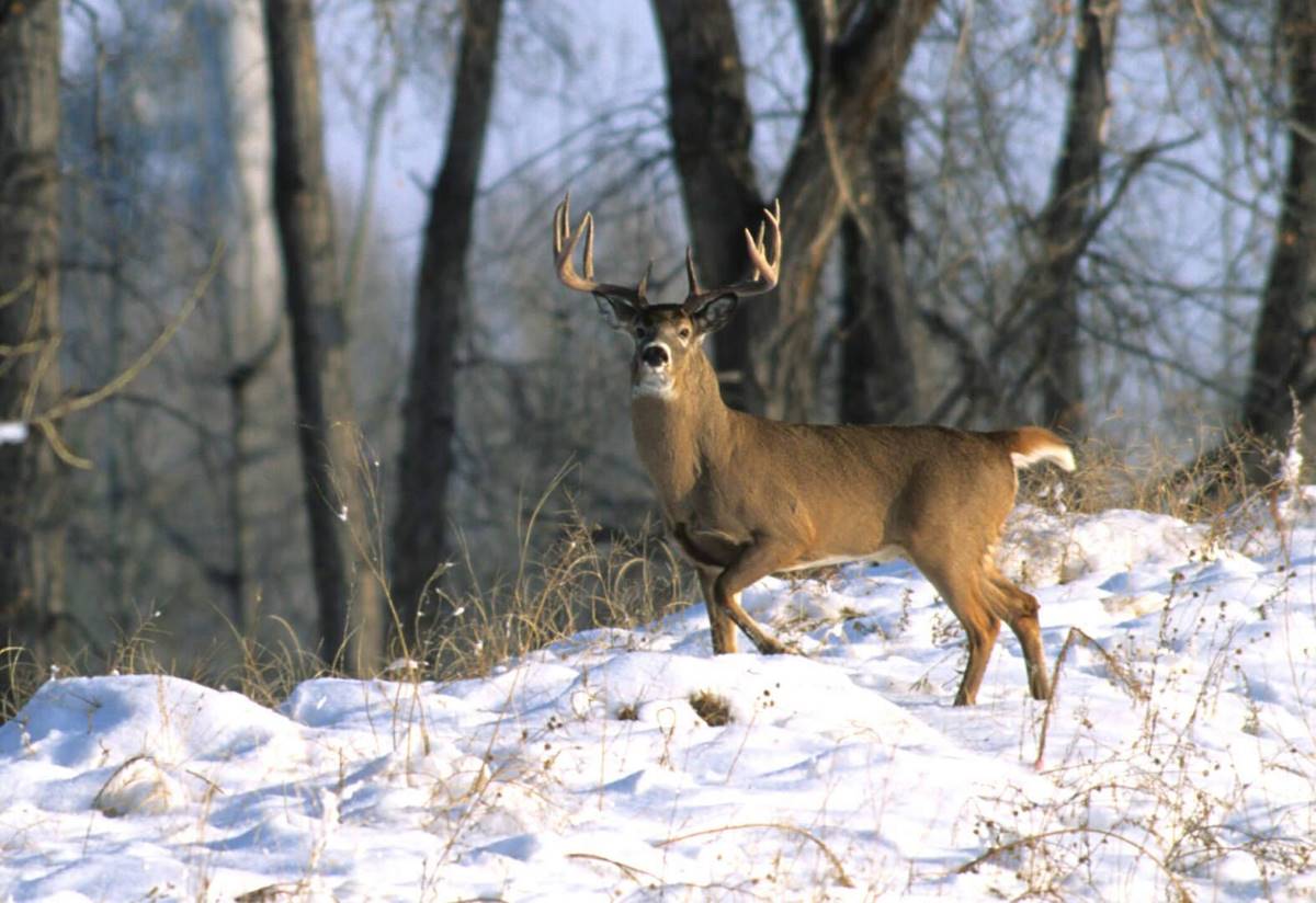 10 Tips for Iowa Rut Late Season Whitetails