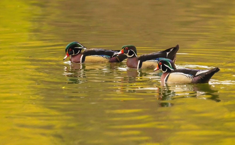 Tips for Wood Duck Success