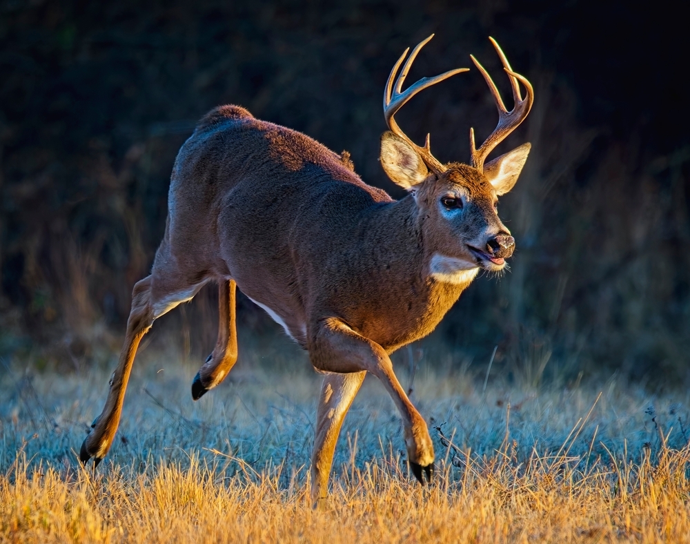 Tips for Whitetail Rut