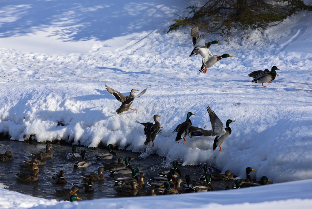 Late Season Duck Hunting Iowa
