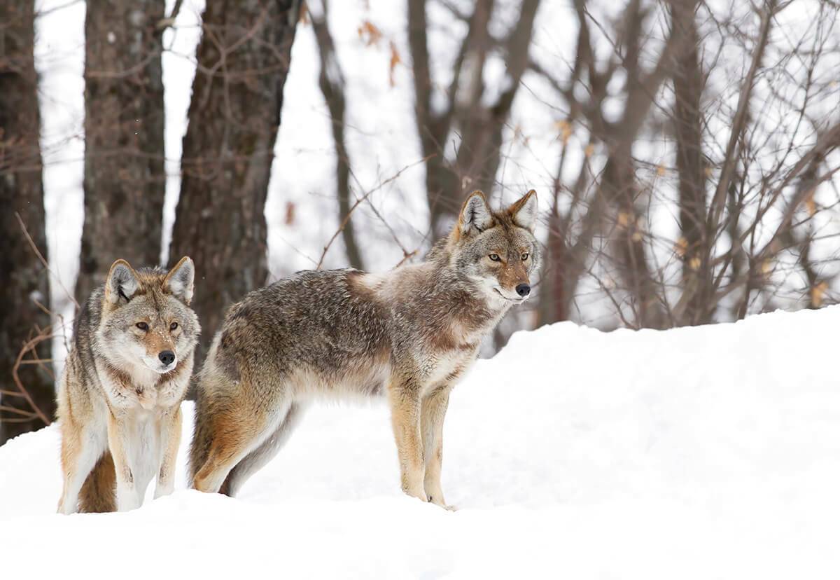 Finding Coyotes Before Breeding Season