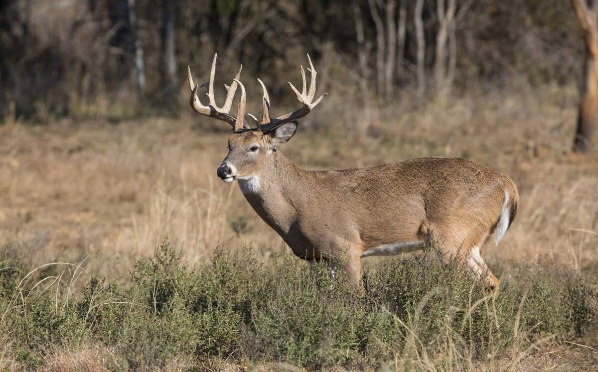 Patterning Trophy Bucks Post-Rut
