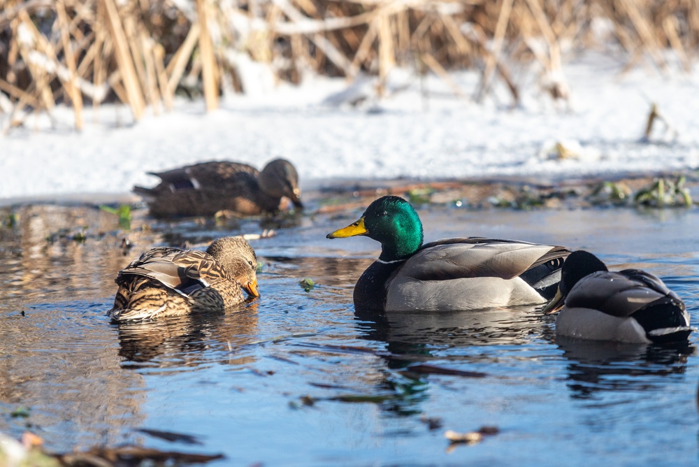 Keys to Winter Waterfowl Success