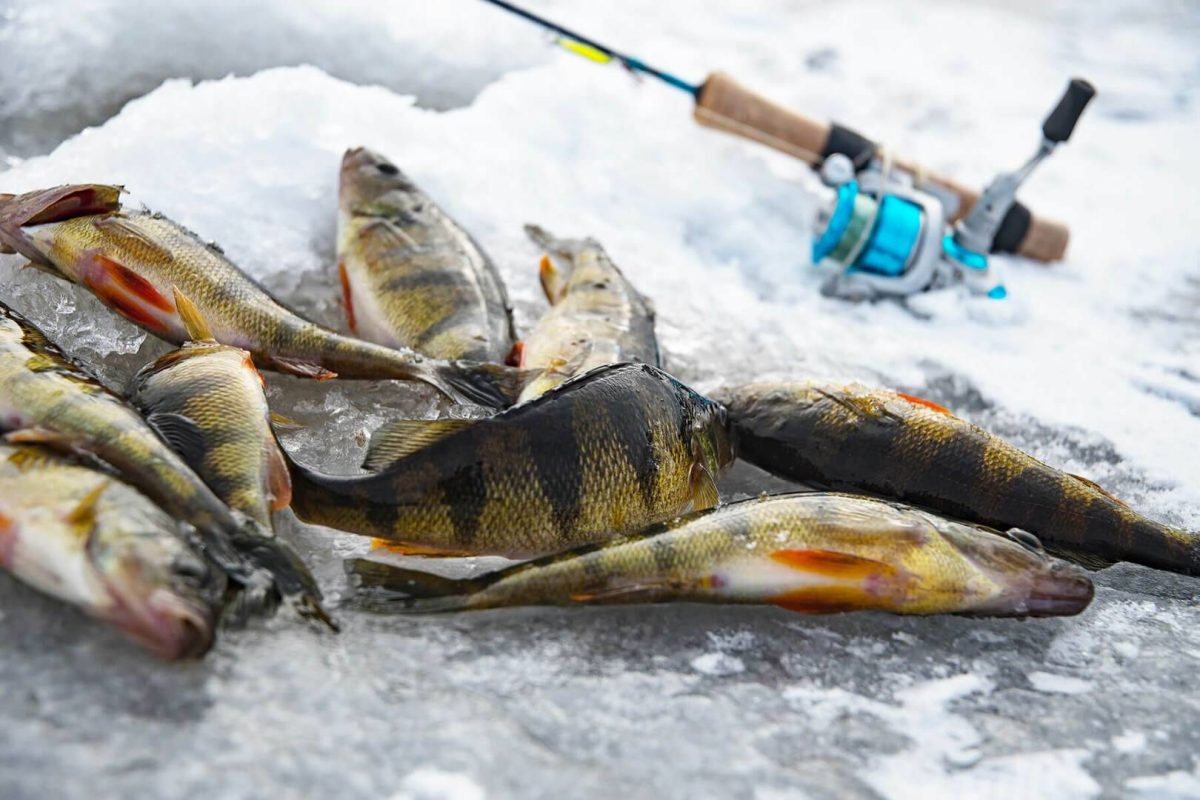 It is Never to Late to Start Ice Fishing Early Season Ice Tactics that will Fill your Bucket