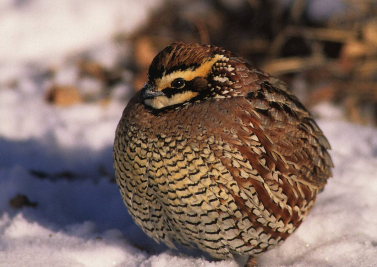 Hunting Quail in the Snow