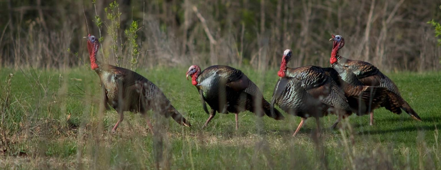 Final Hour Gobblers