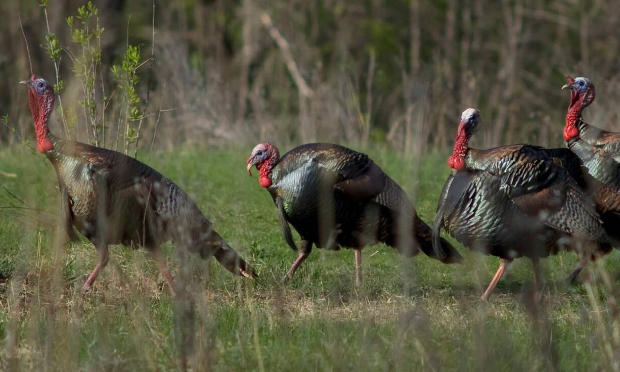 Final Hour Gobblers