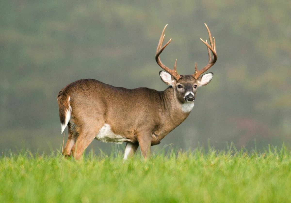 It's The Rut, Now What?