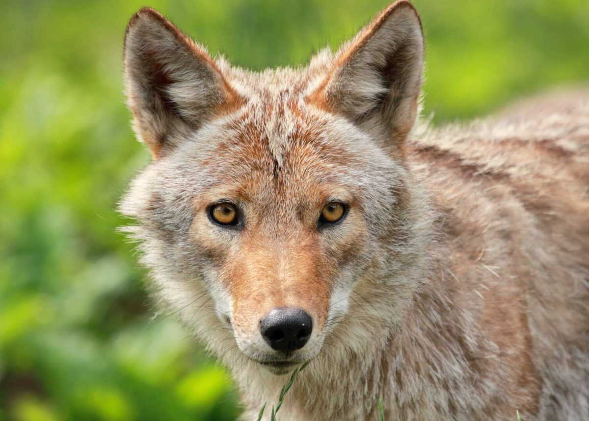 Key In On These Coyote Habits