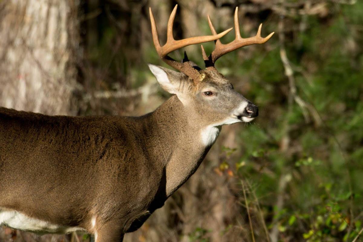 Phasing Your Way Through the Iowa Rut
