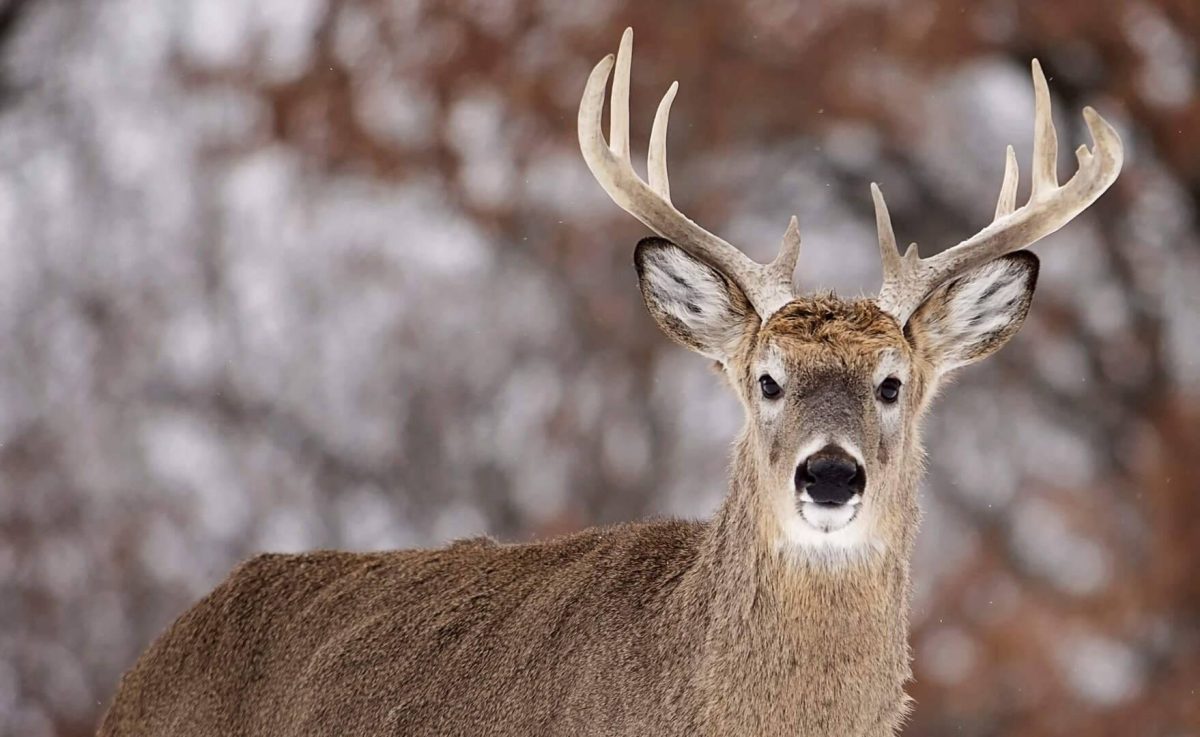 Bagging Late Season Bucks