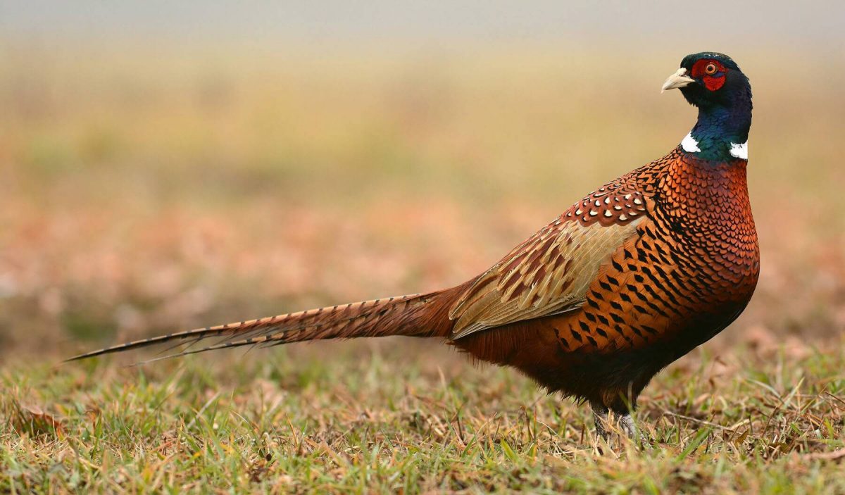 Common Errors Made By Pheasant Hunters