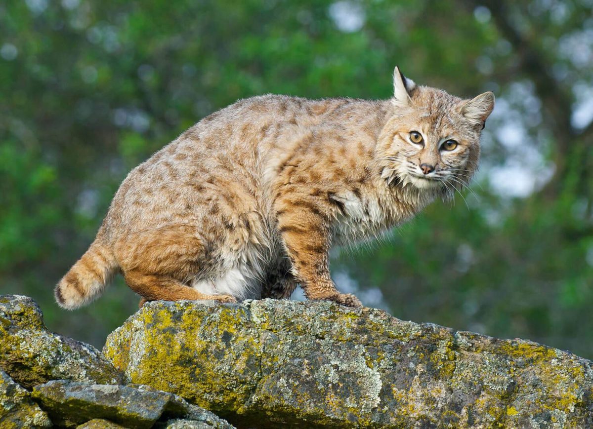 Bobcat Hunting Tips and Tricks