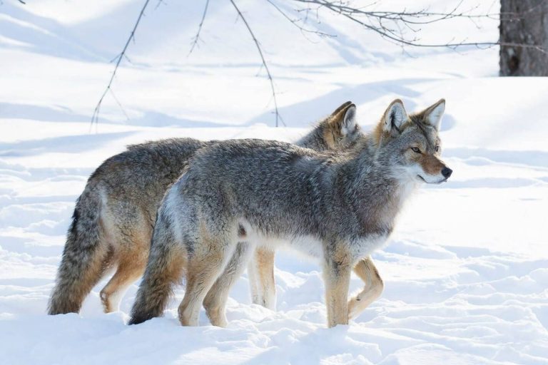 Using Decoys to Hunt Coyotes