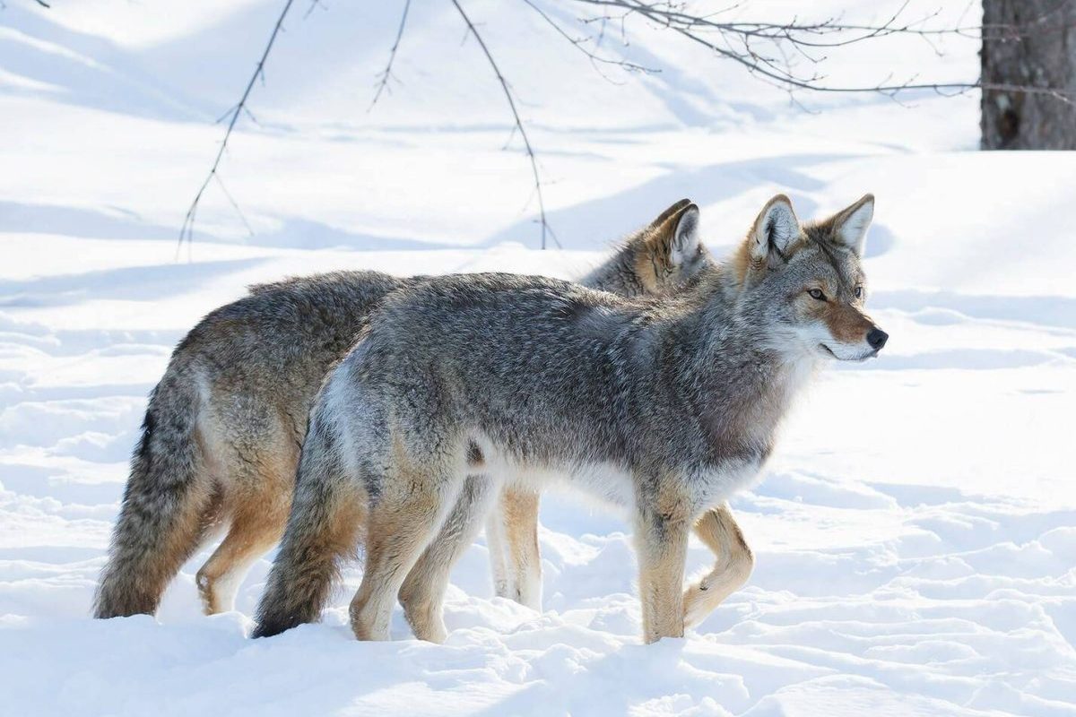 Using Decoys to Hunt Coyotes