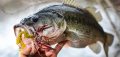 Spring Bass Fishing in Iowa