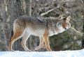Importance of Hunting Coyotes