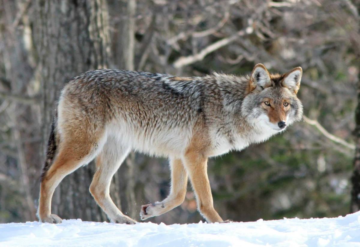 Importance of Hunting Coyotes