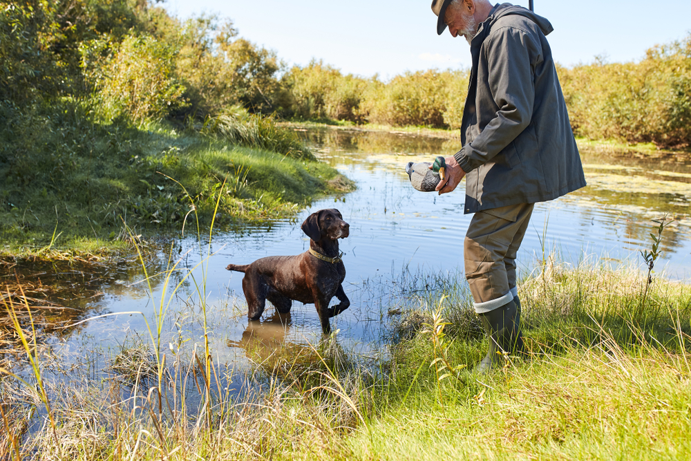 dog training mistakes