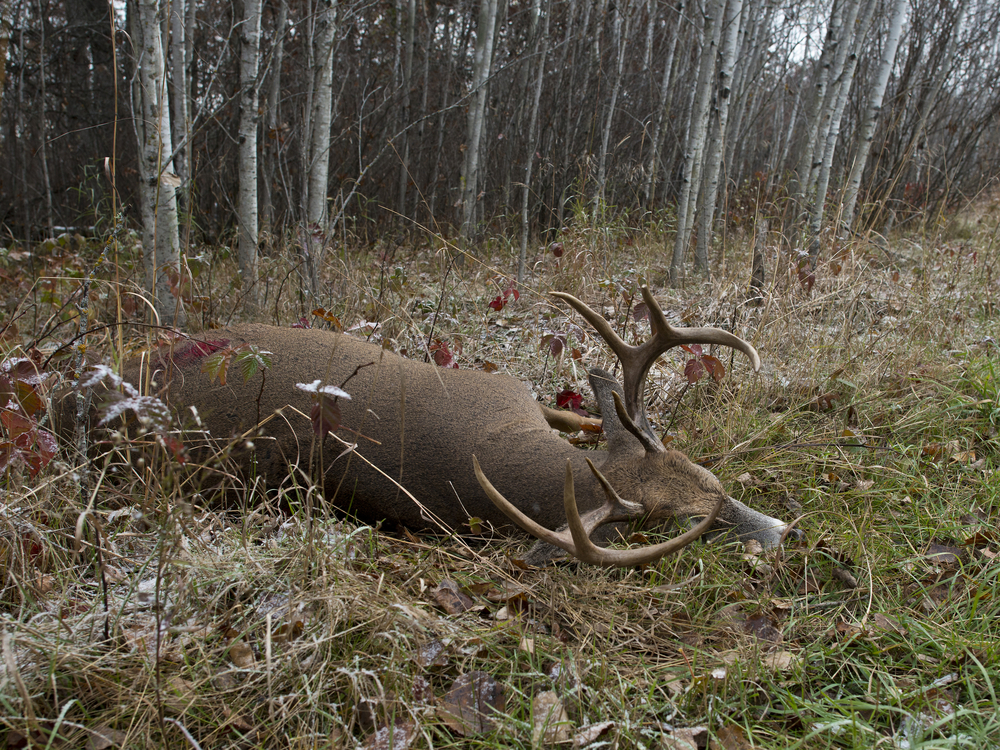 Life of a Successful Hunter