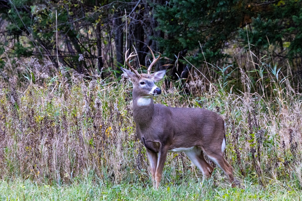 Whitetail Food Stands Habitat