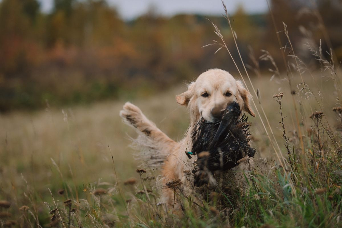 Steady Dog Training Tips