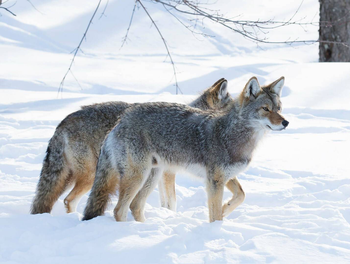 February Coyote Calling