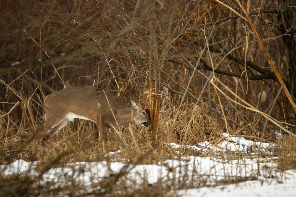 Spring Whitetail Prep